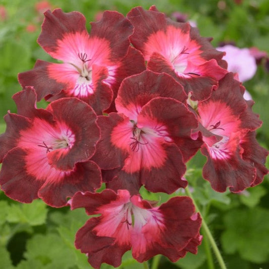 My Chance - Decorative Pelargonium Geranium, frilly edge, deep crimson around the edge shades to red before shading to pink towards the light centre stunning great for pots and borders
