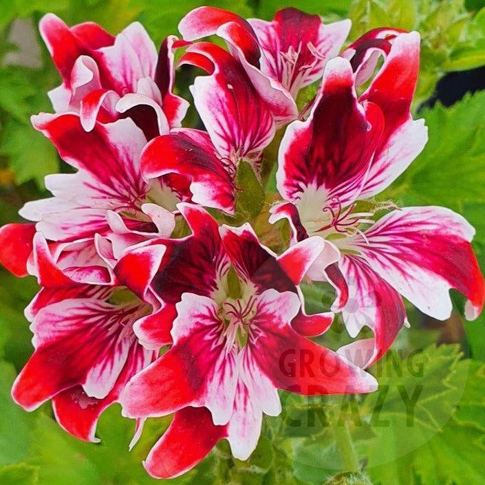 New Gypsy - Decorative Pelargonium / Geranium  free flowering, bundance of red and white, almost star-shaped, flowers almost black crimson colouring on the upper petals.  unusual pots and borders 