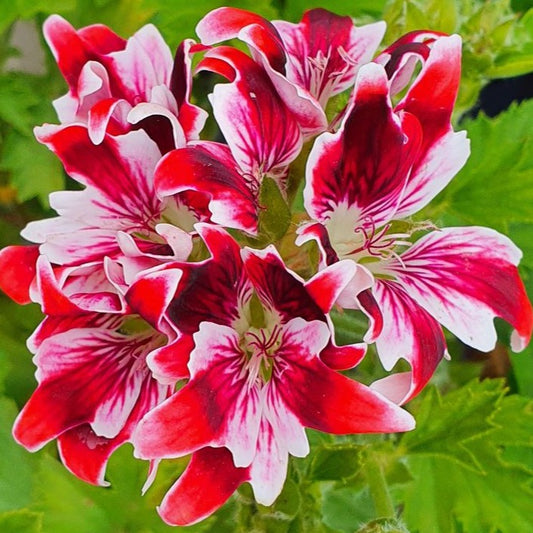 New Gypsy - Decorative Pelargonium / Geranium  free flowering, bundance of red and white, almost star-shaped, flowers almost black crimson colouring on the upper petals.  unusual pots and borders 