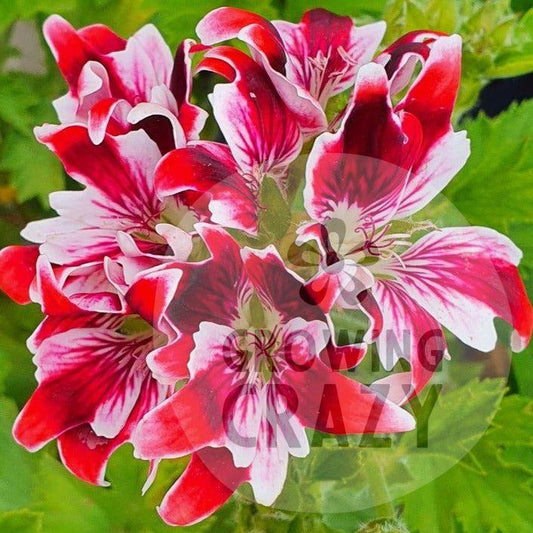 New Gypsy - Decorative Pelargonium / Geranium  free flowering, bundance of red and white, almost star-shaped, flowers almost black crimson colouring on the upper petals.  unusual pots and borders 