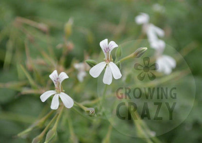 Old Spice - Scented Leaf Pelargonium (Geranium) Plant - 6cm bio pot