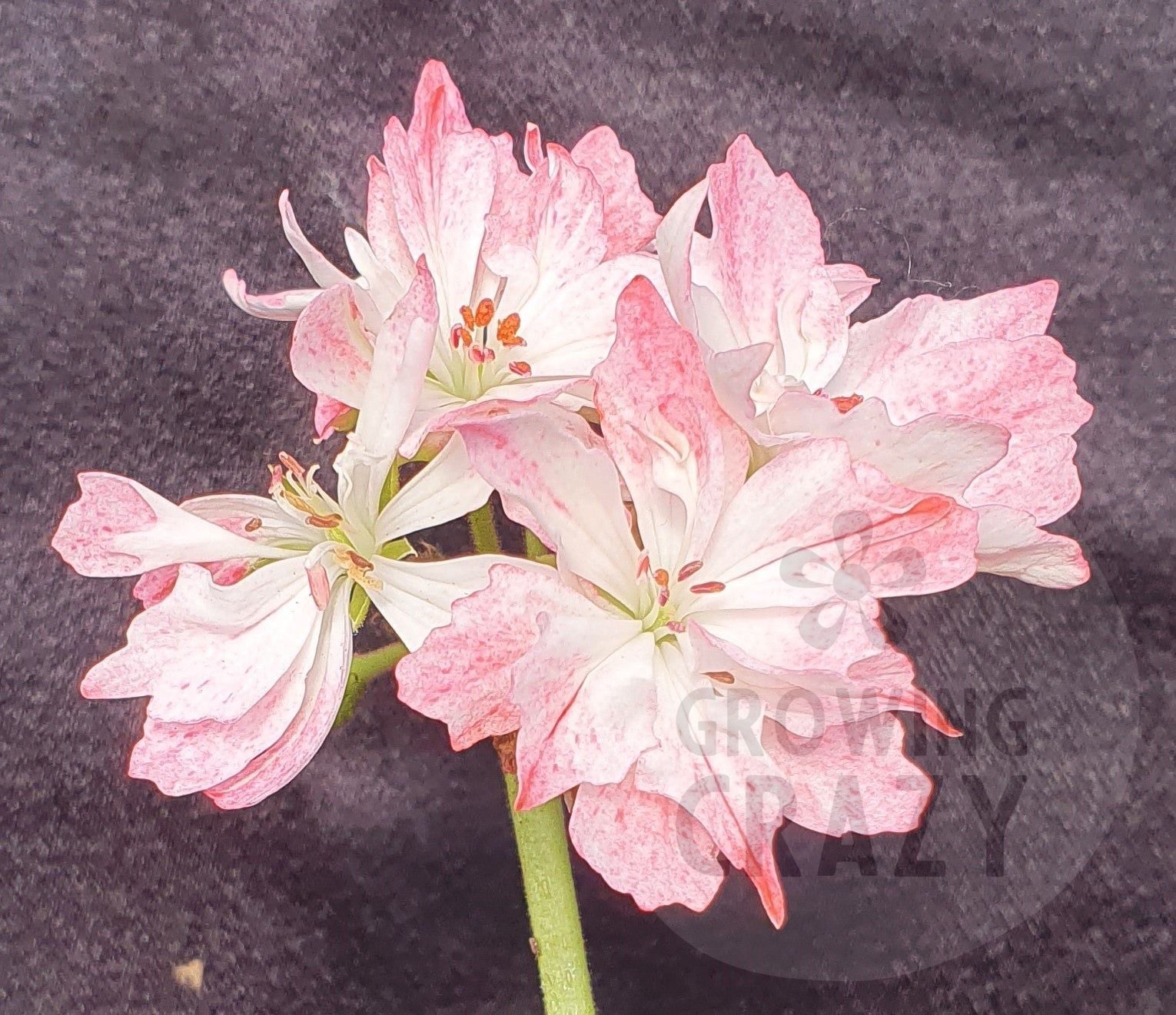 Pamela Vaughan has white edged flushed with bright pink double flowers.  It is a strong healthy growing plant and another interesting variety introduced by Brian West.