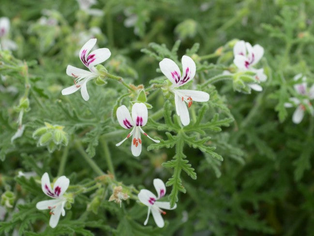 Peppermint Lace Scented leaf geranium to buy uk