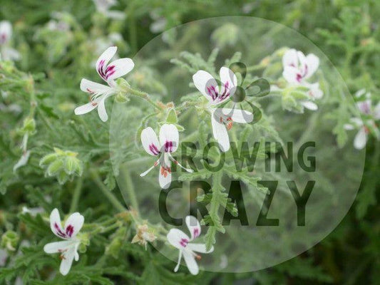 Peppermint Lace Scented leaf geranium to buy uk