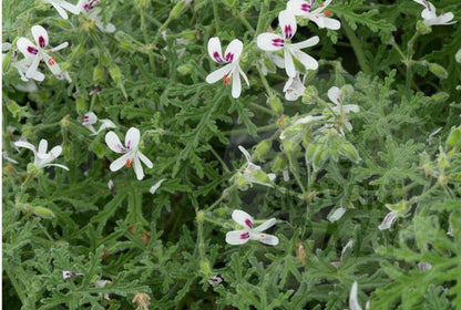 Peppermint Lace Scented leaf geranium to buy uk
