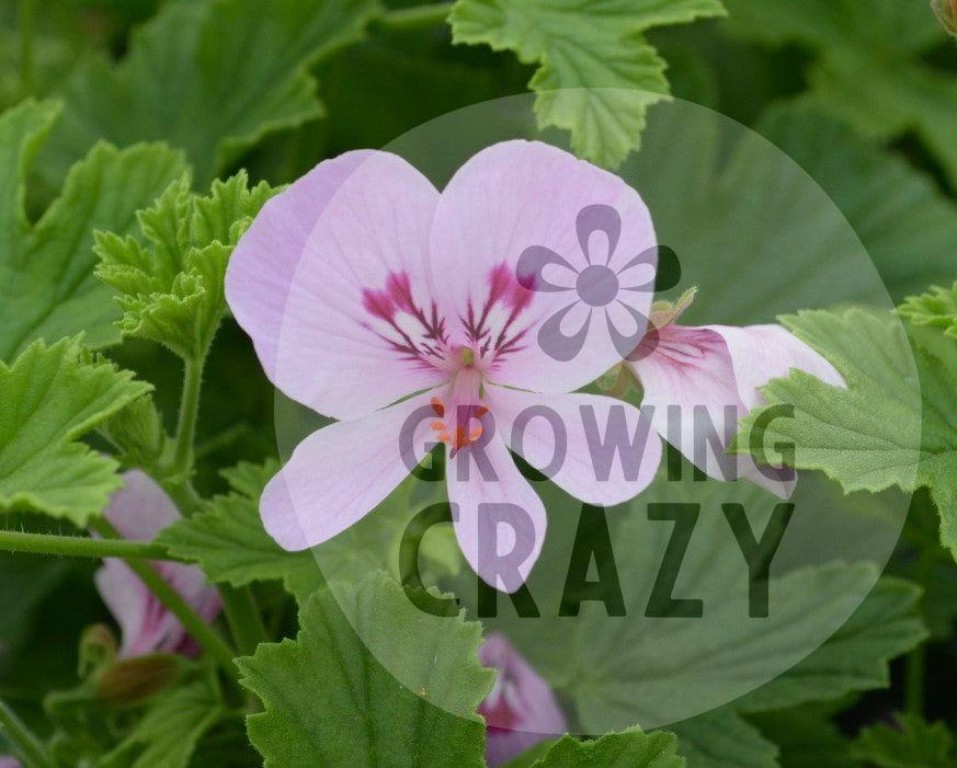 Peter's Luck is scented geranium variety that has a pungent citrus scent and produces lovely mauve flowers with a purple feathering. 