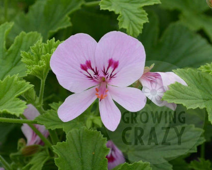 Peter's Luck is scented geranium variety that has a pungent citrus scent and produces lovely mauve flowers with a purple feathering. 