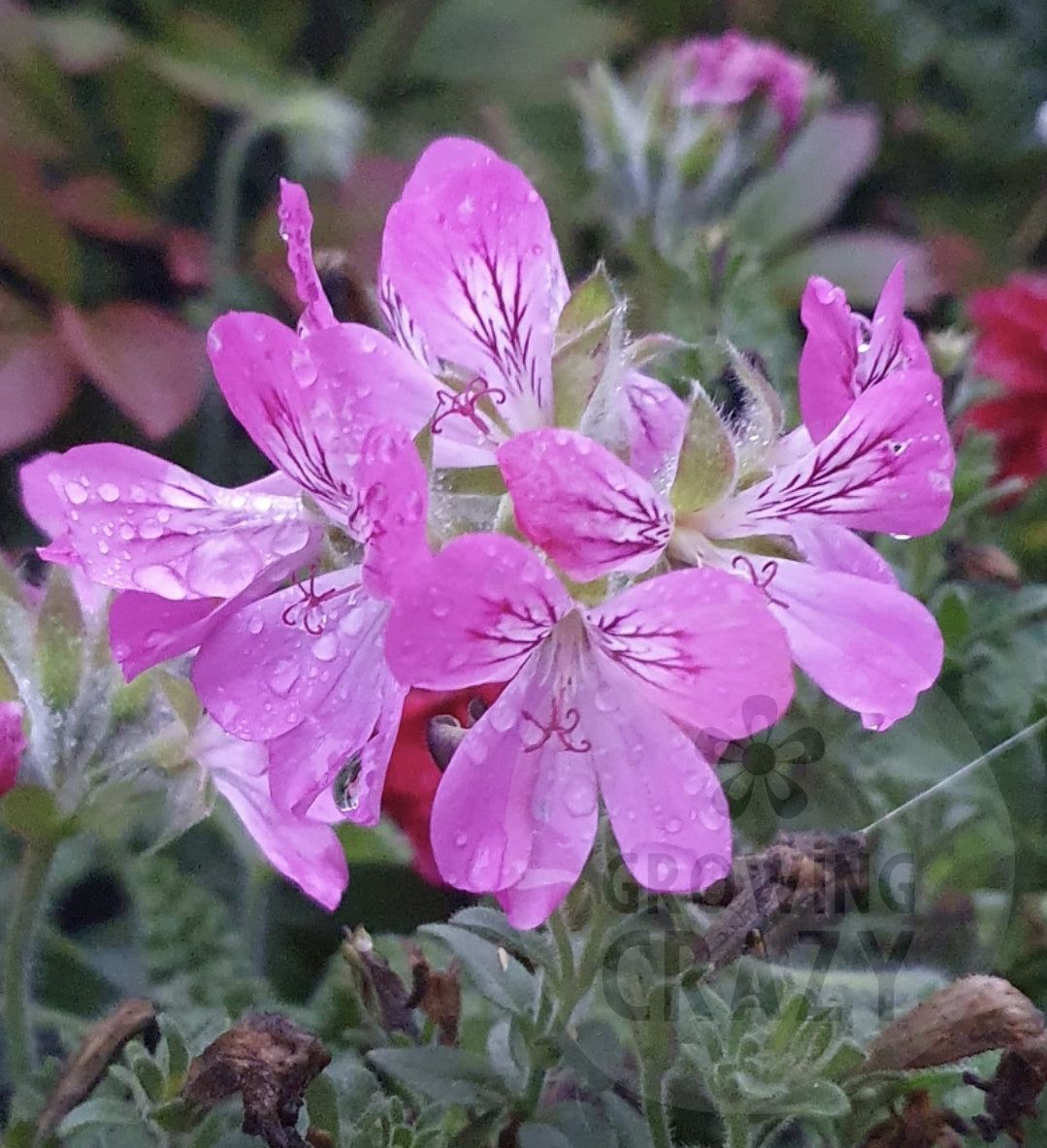 Pink Capricorn Scented Leaf Geranium Pelargonium plant flower