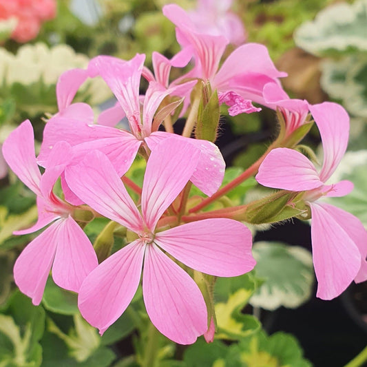 Pink Happy Thought - Coloured Leaf Pelargonium Geranium upright growing habit lush green leaves  soft candy-pink coloured single flowers.Victorian intresting specimen plant 