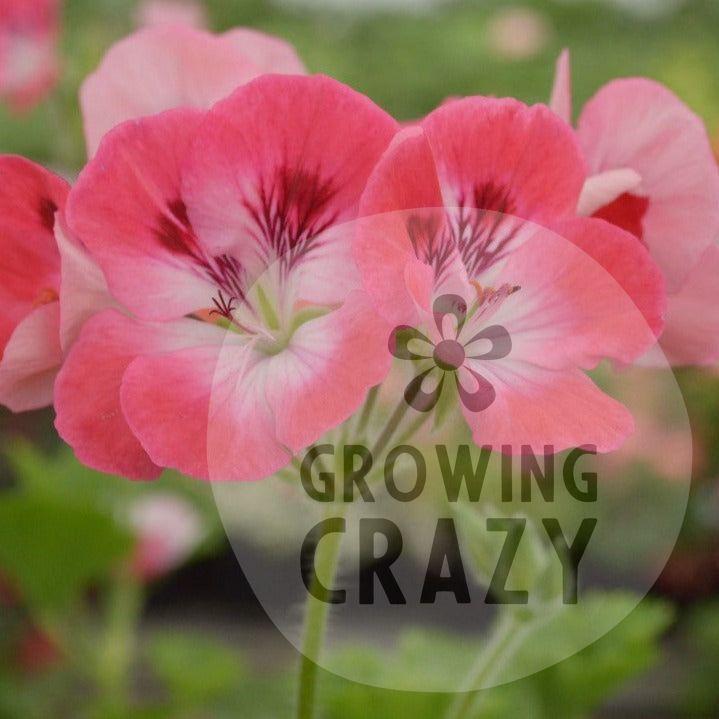 Pink Hindoo - Decorative Pelargonium Geranium abundance of pink flowers fantastic display  a identified as a sport from 'Hindoo'.