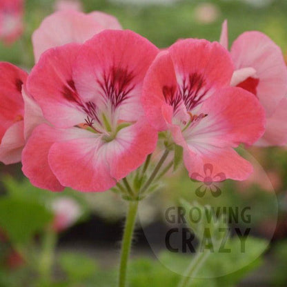 Pink Hindoo - Decorative Pelargonium Geranium abundance of pink flowers fantastic display  a identified as a sport from 'Hindoo'.