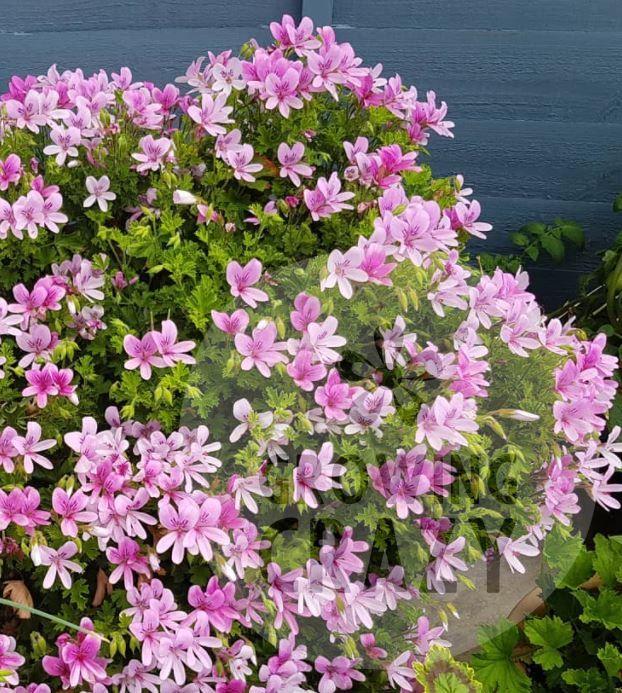 Scented Leaved Geranium Prince of Orange - as seen on Gardeners World