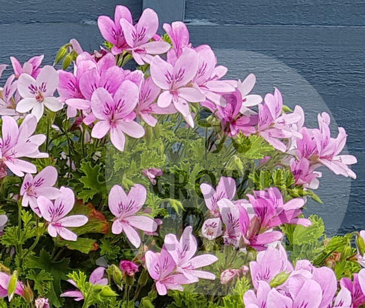 Prince of Orange is a naturally bushy scented Pelargonium / Geranium. It has small round leaves that give off a really lovely fresh citrus orange scent