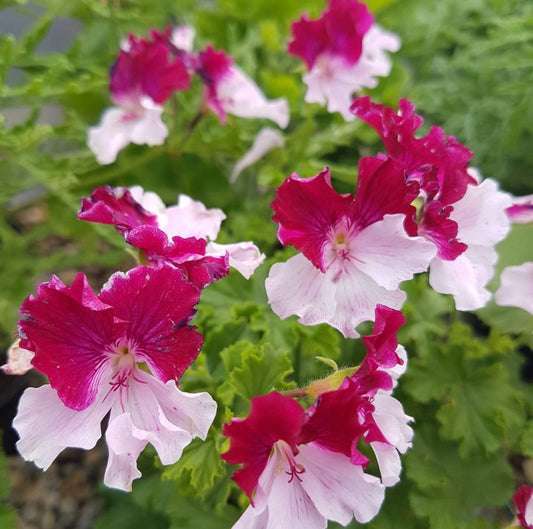 Quantock Perfection - Angel Pelargonium Geranium floriferous with beautiful two toned magenta  pale pink flowers