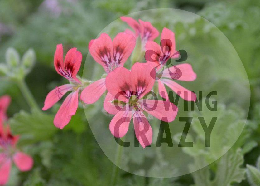 Radula Rosea Scented Leaved Geranium Pelargonium