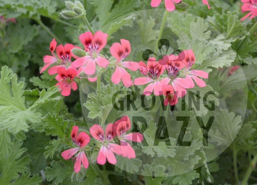 Radula Rosea Scented Leaved Geranium Pelargonium