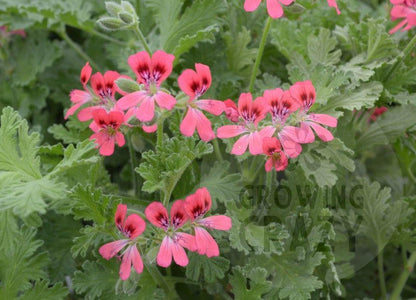 Radula Rosea Scented Leaved Geranium Pelargonium