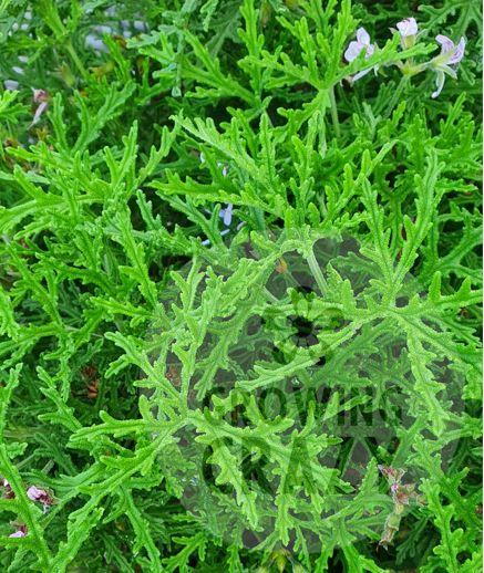 Radula scented leaf geranium