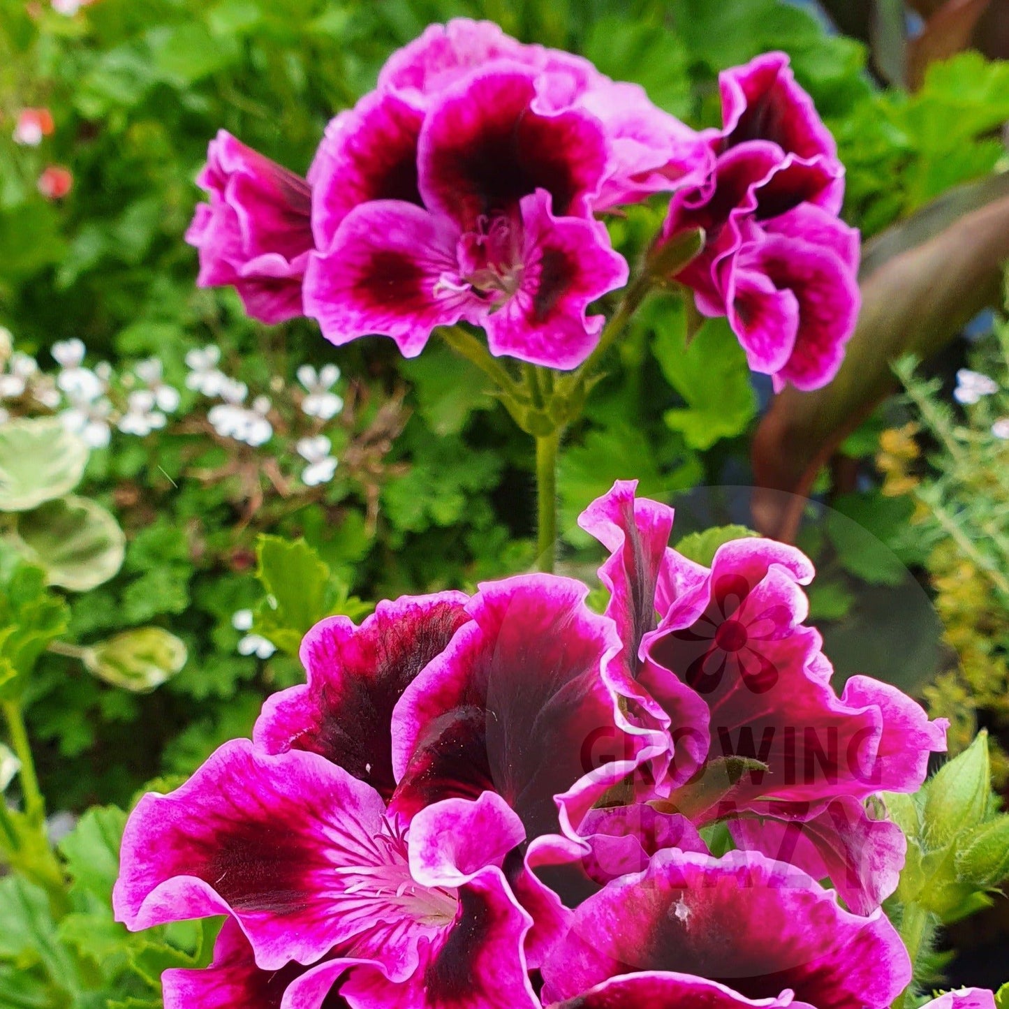 Rembrandt - Regal Pelargonium (Geranium) plant - 6cm bio pot