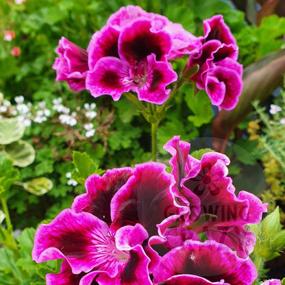 Rembrandt - Regal Pelargonium (Geranium) plant - 6cm bio pot