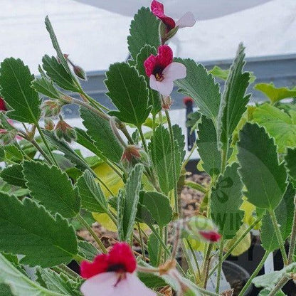 Renate Parsley - Species Pelargonium / Geranium - Single Plant 6cm bio Pot