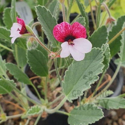 Renate Parsley - Species Pelargonium / Geranium - Single Plant 6cm bio Pot