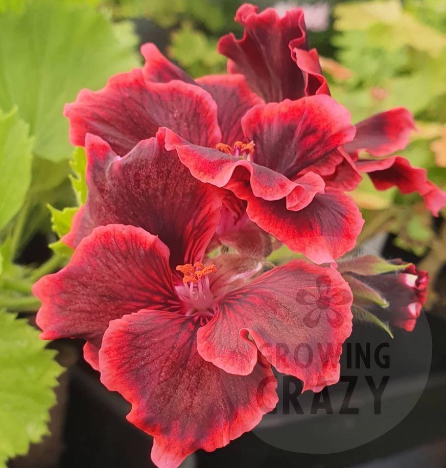 Rimfire - Regal Pelargonium (Geranium)  deep brown flowers with a light salmon edge to its petals