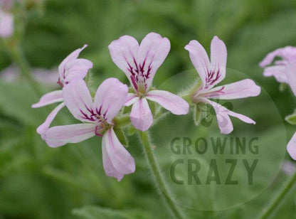 Rober's Lemon Rose is an upright growing scented leaf Pelargonium that has soft velvety lemon scented leaves. It produces lovely mauve pink coloured flowers. 