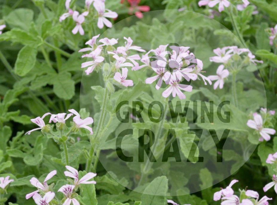 Rober's Lemon Rose is an upright growing scented Geranium Pelargonium that has soft velvety lemon scented leaves. It produces lovely mauve pink coloured flowers. 