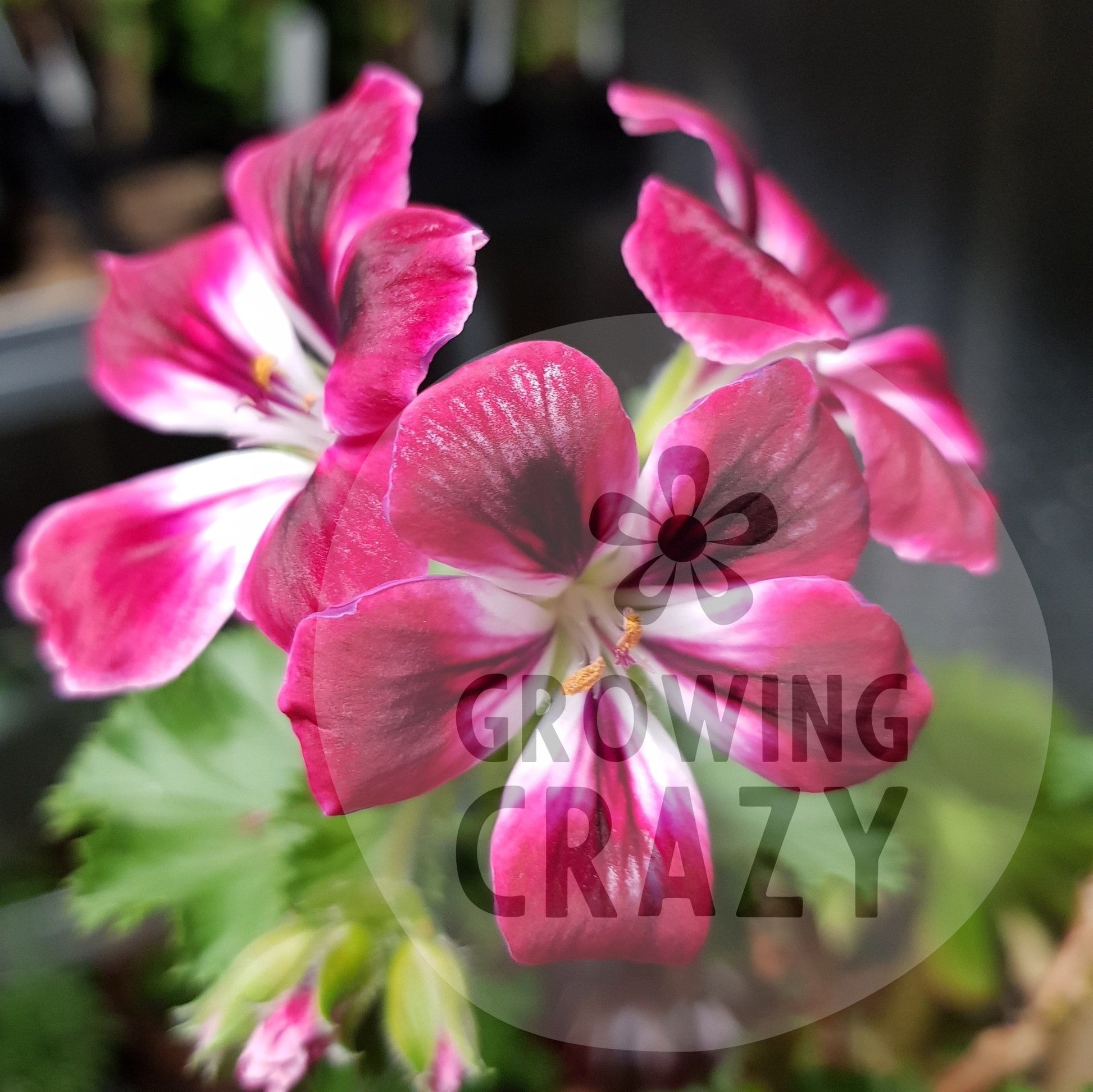 Royal Ascot - Decorative Pelargonium / Geranium  red flushed with crimson with a decorative white centrevigorous bushy growing habit