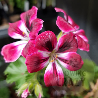 Royal Ascot - Decorative Pelargonium / Geranium  red flushed with crimson with a decorative white centrevigorous bushy growing habit
