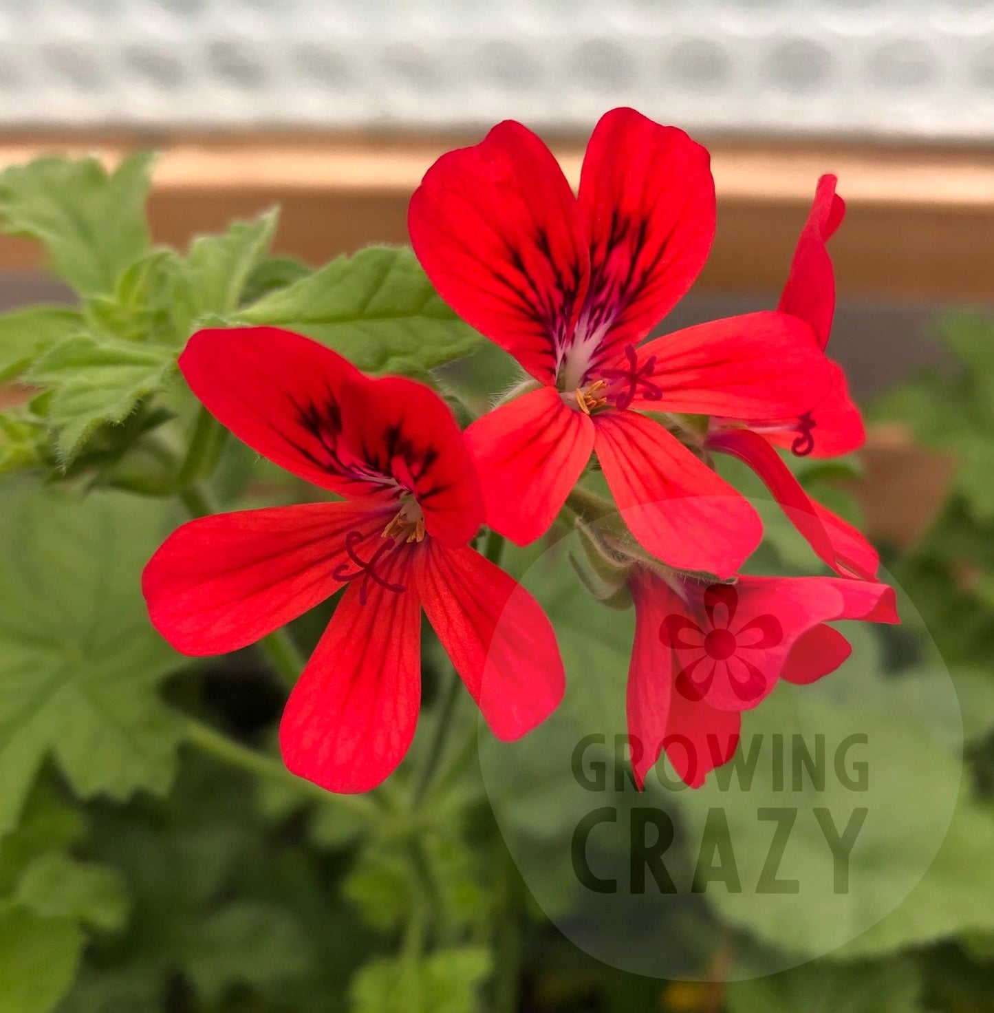 Scarlet Unique - Unique Pelargonium (Geranium) Plant - 6cm bio pot