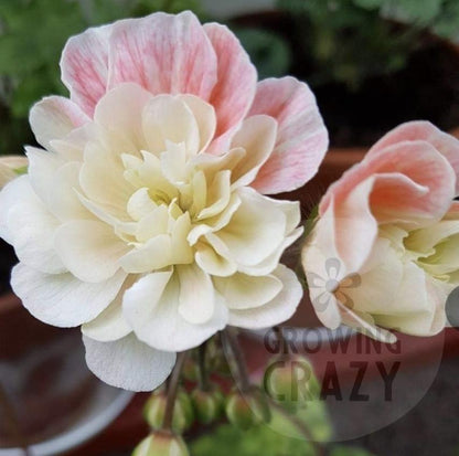 Rushmoor Colorado - NEW Zonartic Pelargonium (Geranium) Plant - 6cm pot