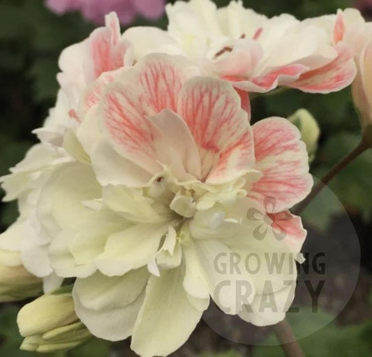 Rushmoor Colorado - NEW Zonartic Pelargonium (Geranium) Plant - 6cm pot