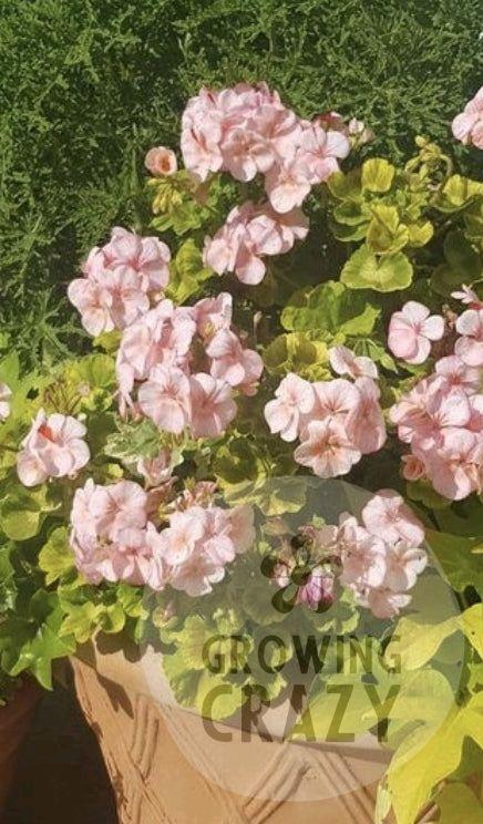 Gemma - Coloured Leaved Zonal Pelargonium (Geranium) Plant - 6cm pot