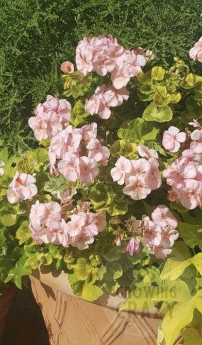 Gemma - Coloured Leaved Zonal Pelargonium (Geranium) Plant - 6cm pot