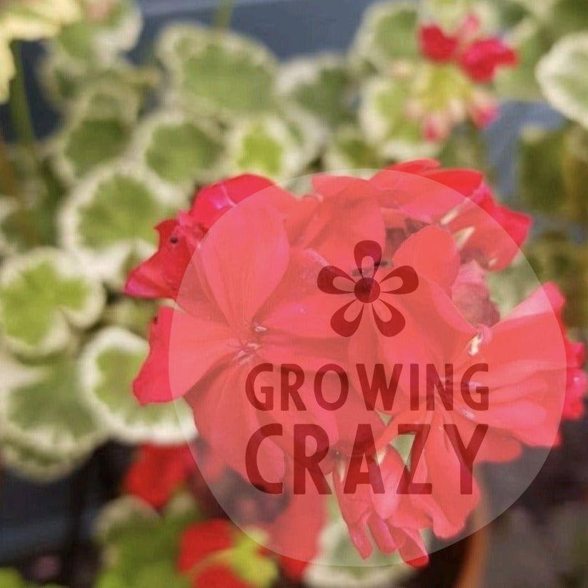 Caroline Schmidt - Coloured Leaf Pelargonium (Geranium) Plant - 6cm po ...