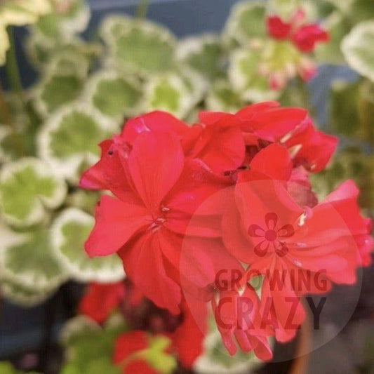 Victorian Caroline Schmidt - Coloured Leaf Pelargonium (Geranium)   silver edges  diverse interesting  bright red flowers.