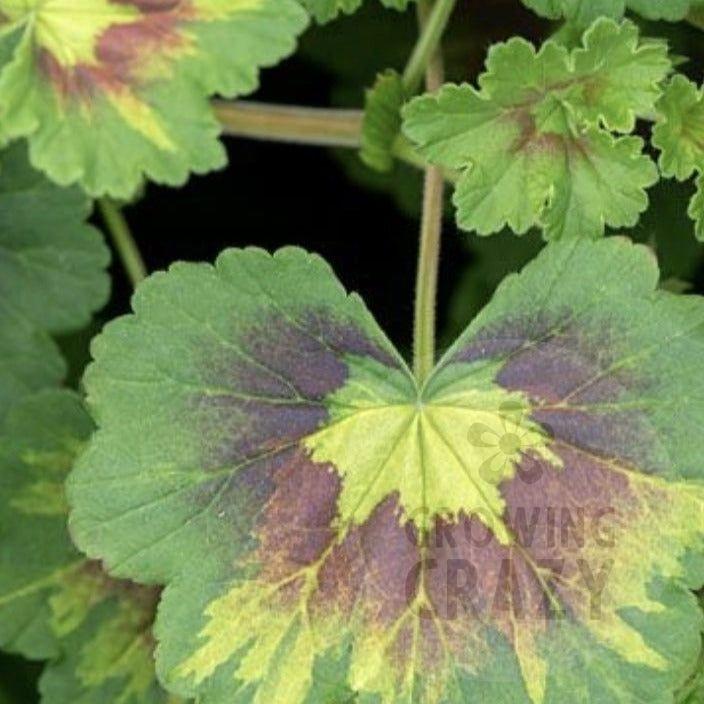 Magic Lantern - Coloured Leaf Pelargonium Geranium  golden leaves with a dark zoning   single salmon flowers  Victorian intresting 