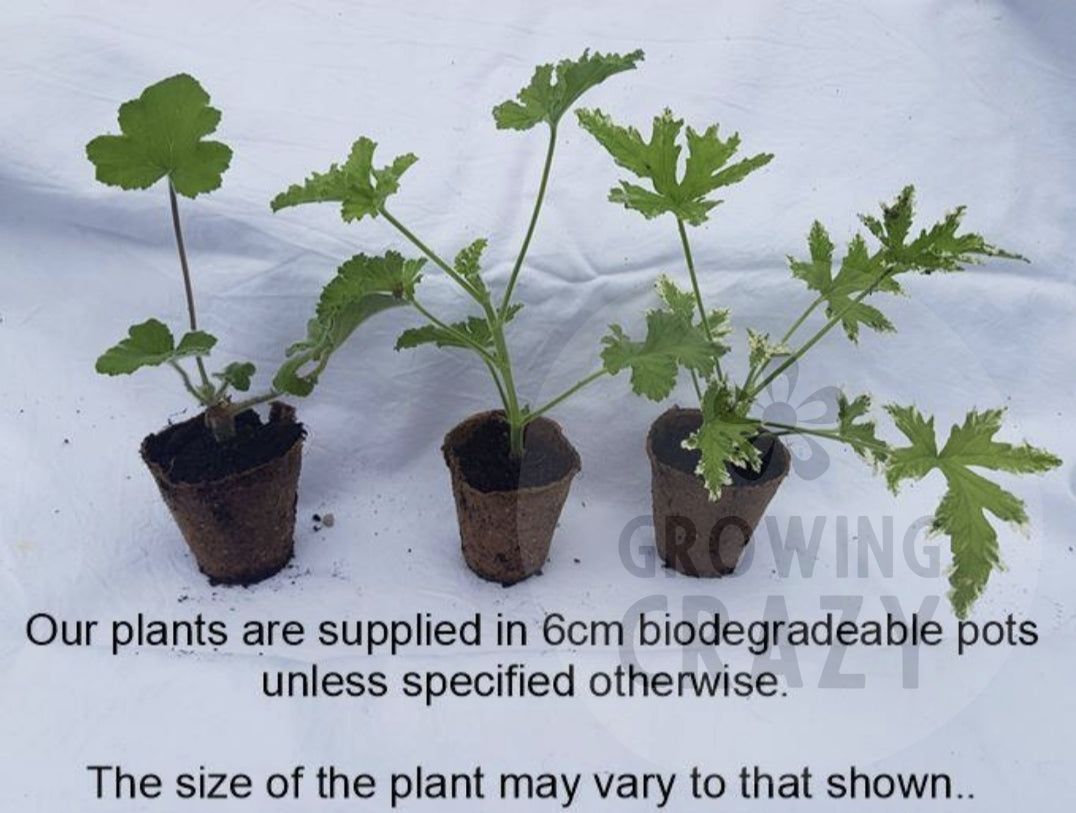 Fringed Apple - Scented Leaf Pelargonium / Geranium Plant - 6cm bio pot