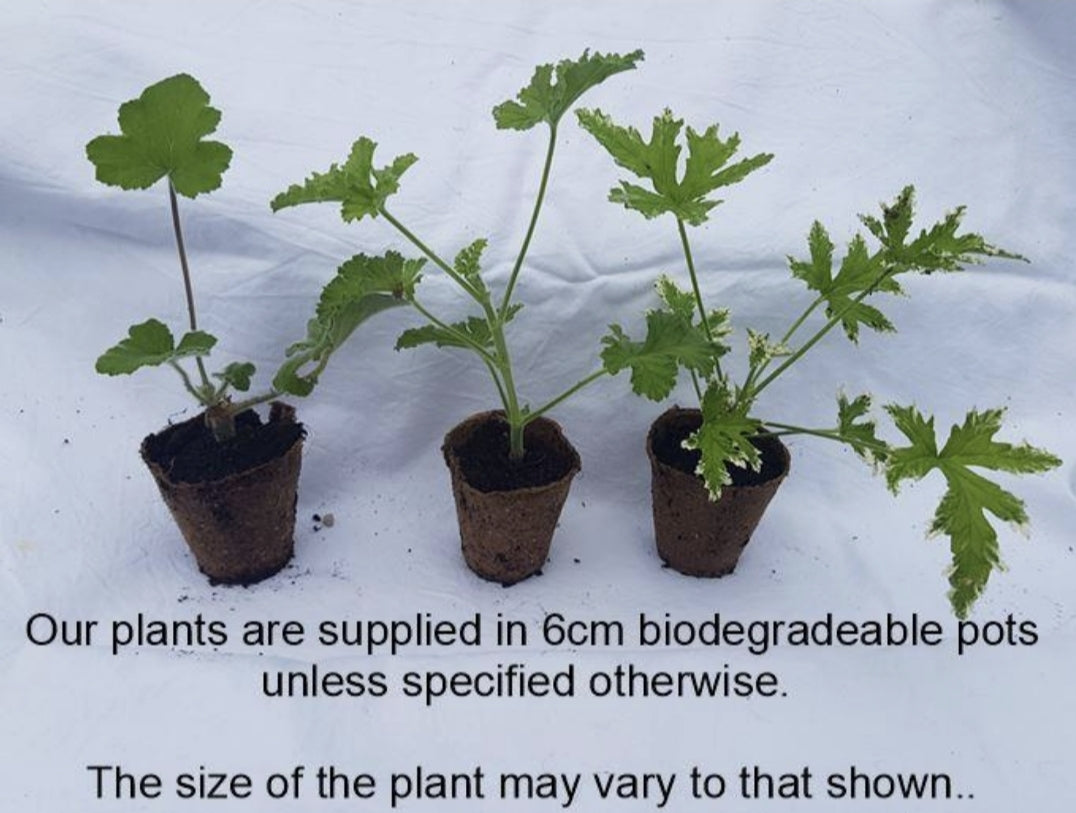 Appleblossom Rosebud - Rosebud Pelargonium (Geranium) Plant - 6cm bio pot
