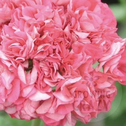 Sister Henry - Pink Rosebud Pelargonium (Geranium) Plant - 6cm pot - for garden border or patio pot