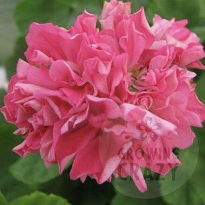 Sister Henry - Pink Rosebud Pelargonium (Geranium) Plant - 6cm pot - for garden border or patio pot