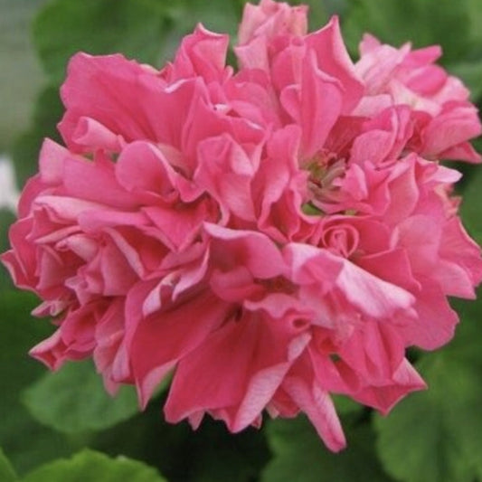 Sister Henry - Pink Rosebud Pelargonium (Geranium) Plant - 6cm pot - for garden border or patio pot
