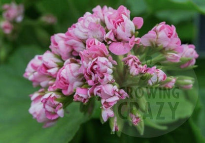 Pink Rambler - Rosebud Pelargonium (Geranium) vigorous and strong upright habit  pink flowers