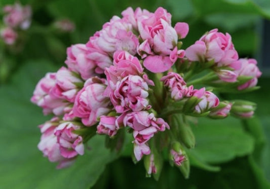 Pink Rambler - Rosebud Pelargonium (Geranium) vigorous and strong upright habit  pink flowers