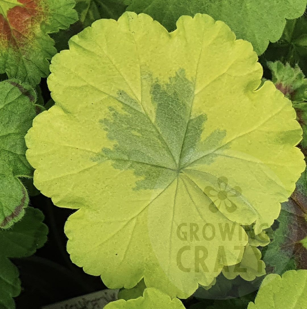 Mangles Variegated - Coloured Fancy Leaf Pelargonium (Geranium) Plant - 6cm pot