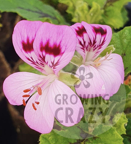 Royal Oak scented leaf geranium plant