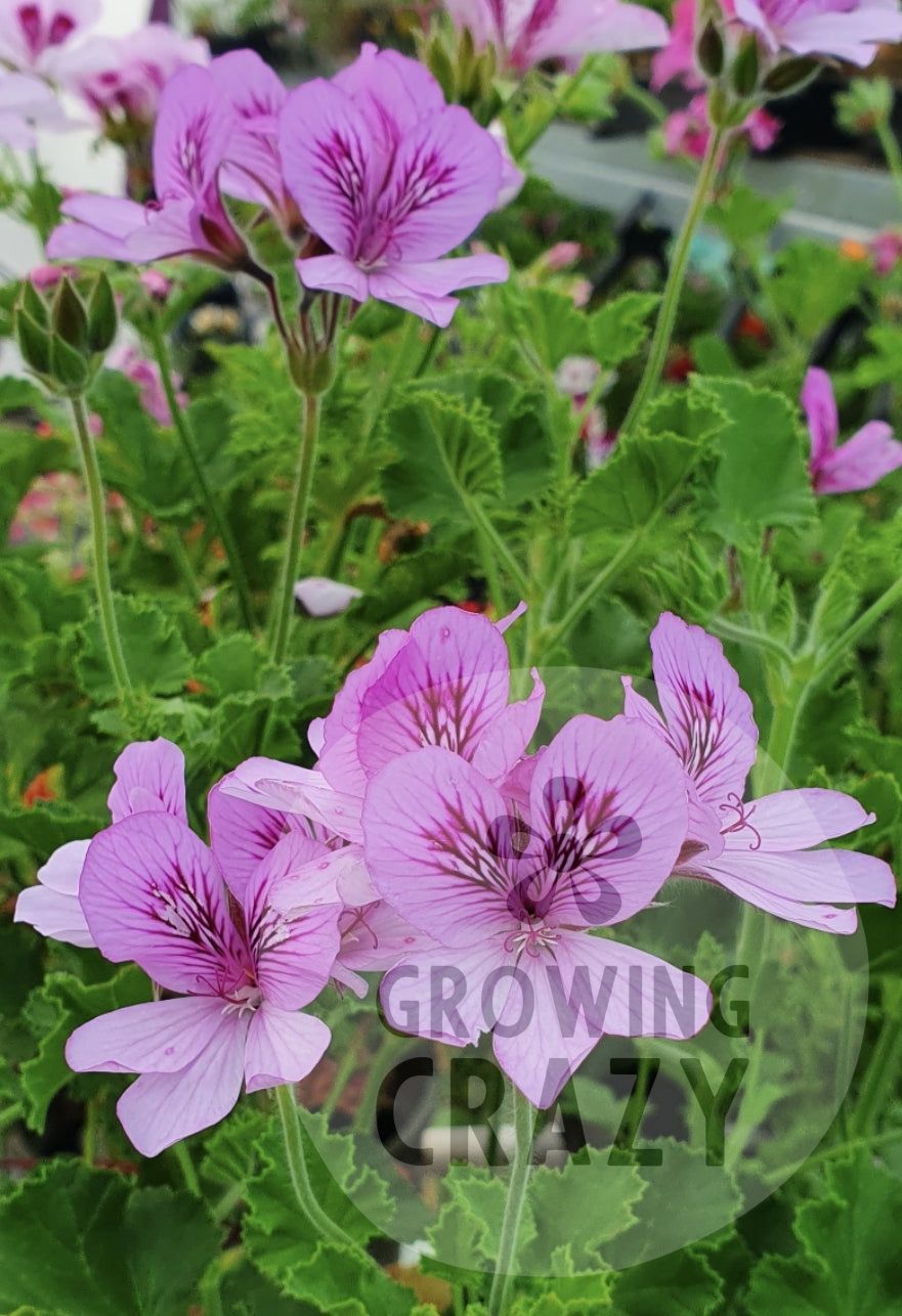 3x Torrento - Cola Bottles Scented Leaf Pelargoniums / Geraniums Plants - 6cm bio pot