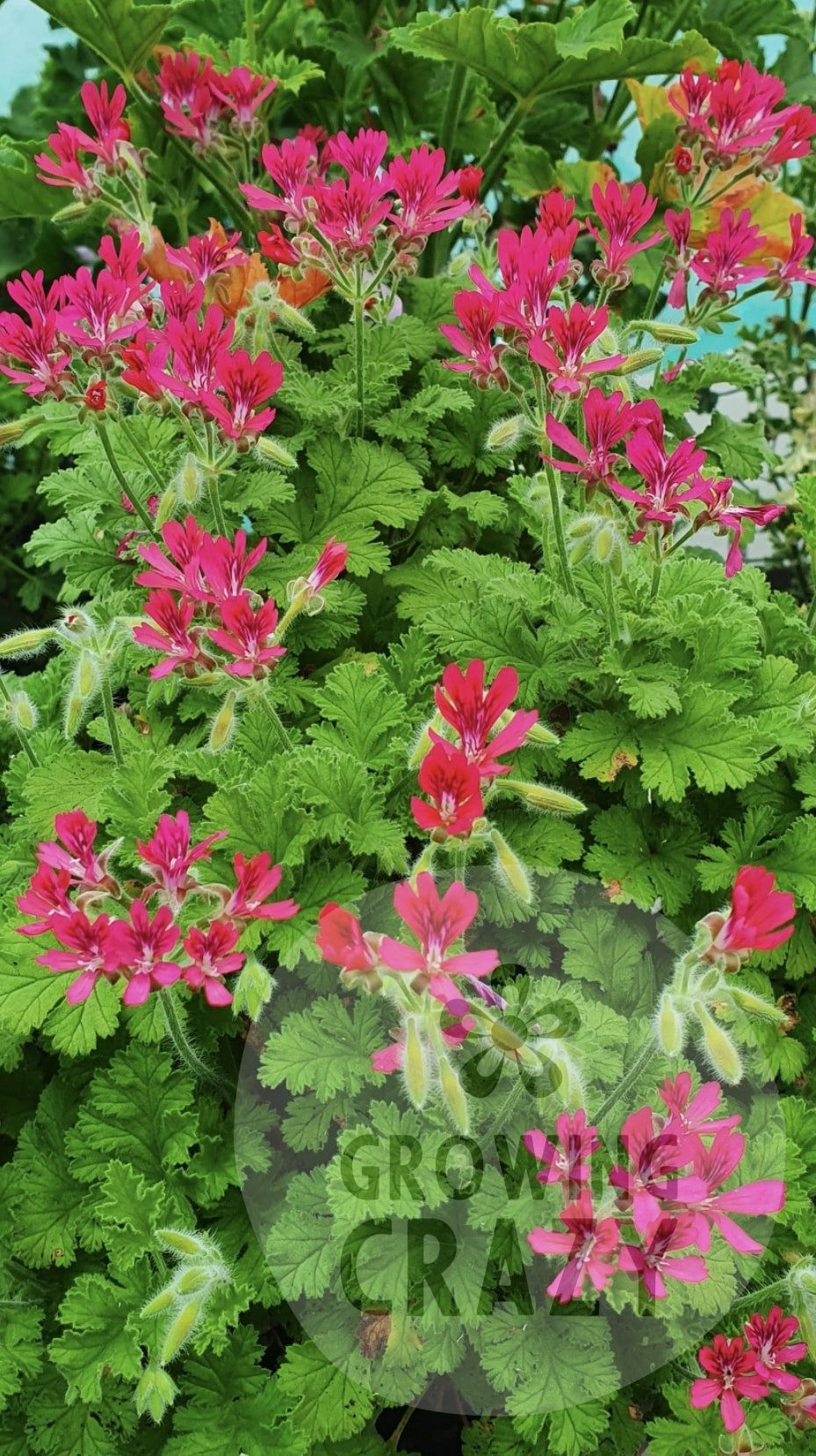 Concolor Lace - Spicy Nutty Scented Leaf Pelargonium (Geranium) Plant - 6cm pot